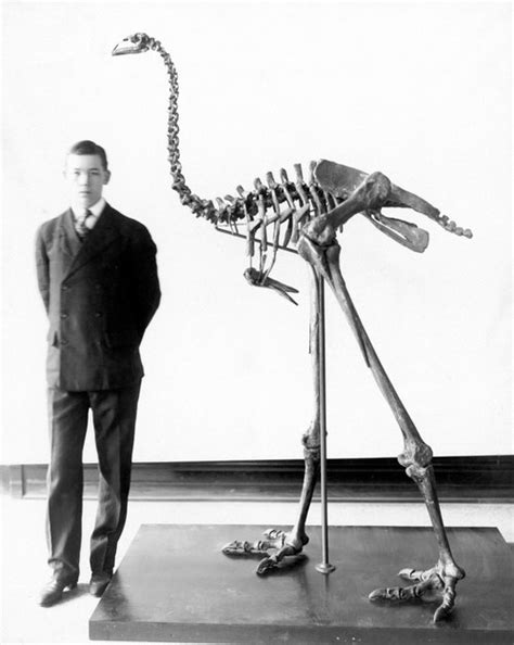 Giant Moa Skeleton. /Nskeleton Of A Giant Moa (Dinornis Giganteus), An ...