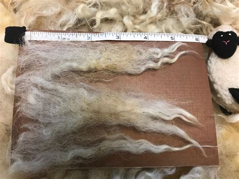 Romney Sheep White Wool Fleece - 6.4 lbs. Natural Raw Wool Fleece ...