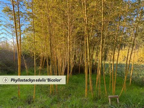 Phyllostachys Edulis Aka Moso The King Of Bamboo Bambu Batu