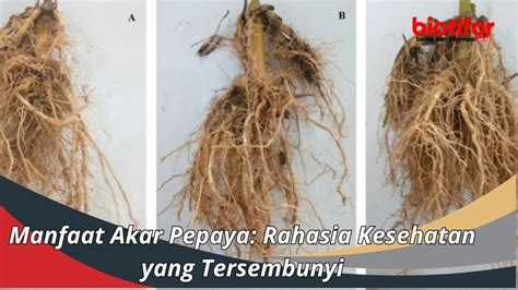 Manfaat Akar Pepaya Rahasia Kesehatan Yang Tersembunyi Biotifor