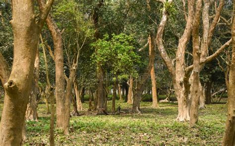 Dense Forest In Assam Kaziranga National Park Woodland Stock Image Image Of Green Grove