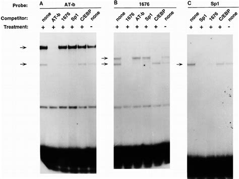 At B Consensus C Ebp And Consensus Sp Oligonucleotides