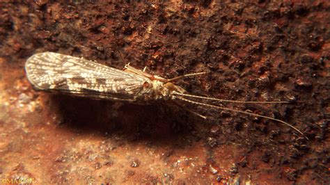 Caddisfly North American Insects And Spiders