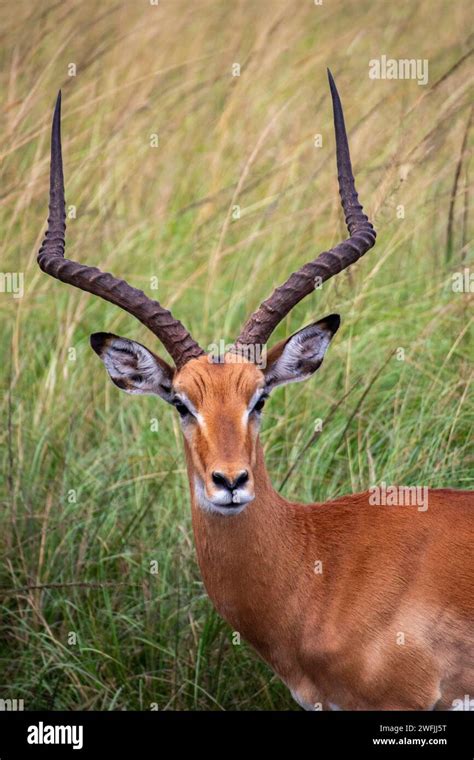 A Close Up Shot Of An Impala In The African Savanna Lake Mburo