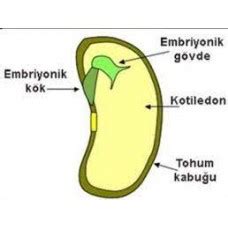 Tohumda çimlenmeye etki eden faktörler