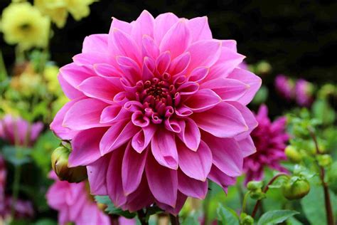 Demystifying Dahlias A Guide To Identifying Different Dahlia Flower Forms