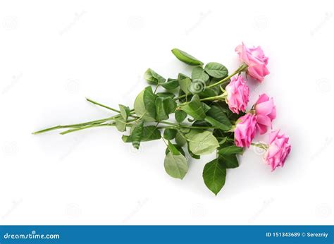 Rosas Cor De Rosa Bonitas No Fundo Branco Imagem De Stock Imagem De