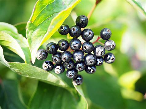 Dereń jadalny - Centrum Ogrodnicze TOP-PLANT™Centrum Ogrodnicze TOP-PLANT™