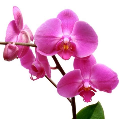 Orchidée Phalaenopsis color mix 2 tiges Ø 12 h 75 cm CASABOTANICA