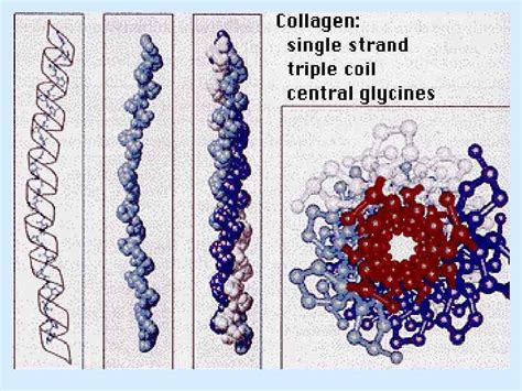 BIOCHEMISTRY OF EXTRACELLULAR MATRIX Collagen structure