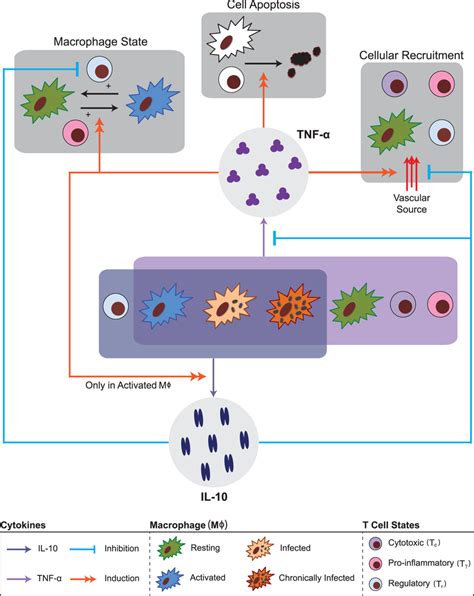 Schematic Diagram Of Tnf And Il Mechanisms Included In