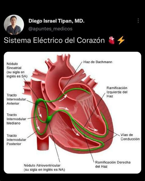 Res Menes De Nodo Sinoatrial Descarga Apuntes De Nodo Sinoatrial