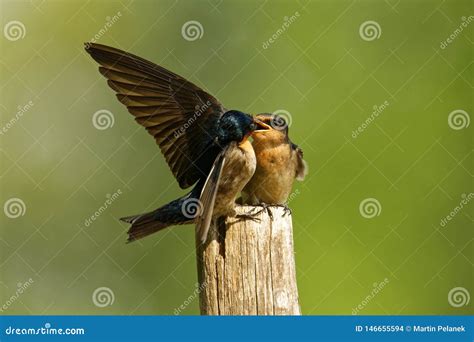 Pacific Swallow Hirundo Tahitica Small Passerine Bird In The Swallow