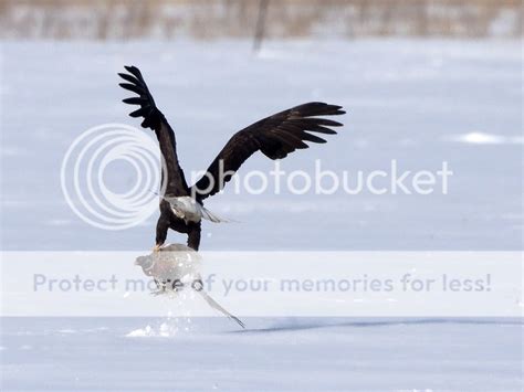 Eagle Vs Rooster