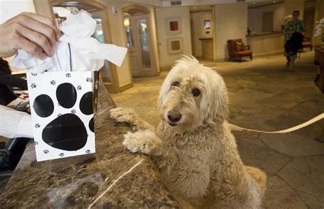 Check Out the Best Pet-Friendly Hotel in Every State for Your Pampered Pooch