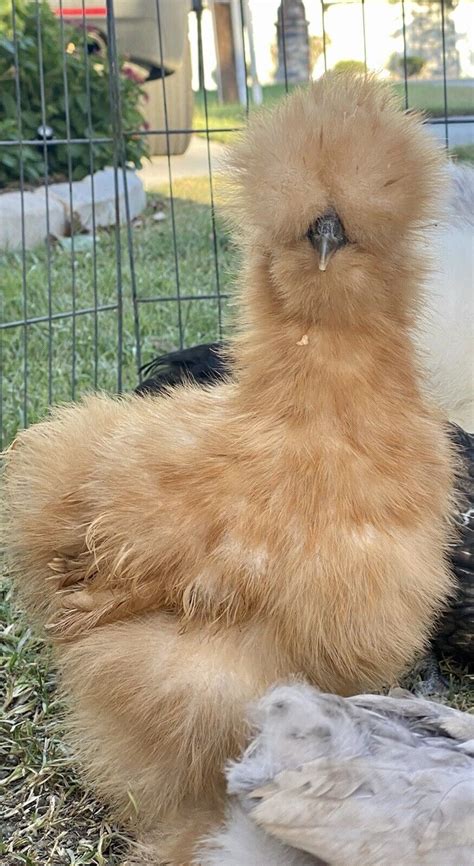 6 Show Quality Silkie Chicken Fertile Hatching Eggs All Colors Bearded