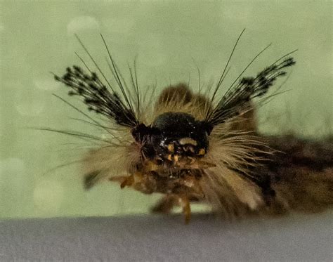 Кистехвостка необыкновенная - новости экологии на ECOportal