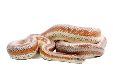 Rosy Boa (Lichanura trivirgata) | ReptileTalk NET