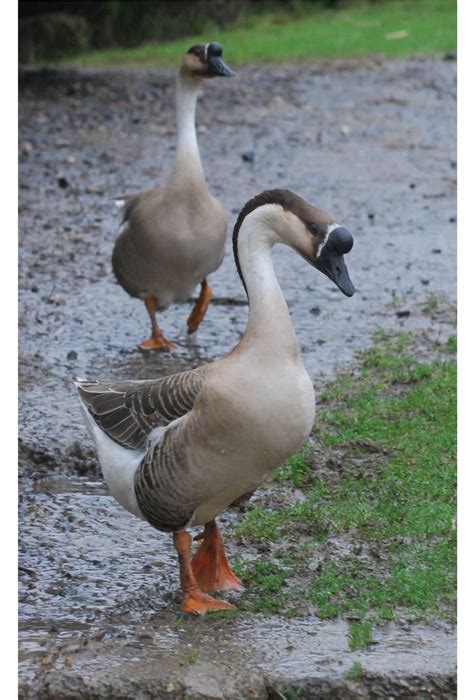 Beautiful Chinese Brown Geese Geese Breeds Beautiful Birds Farm