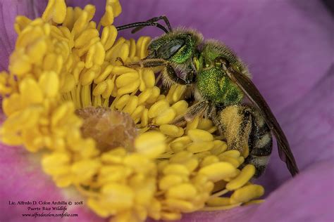 Minnesota Seasons Bicolored Striped Sweat Bee