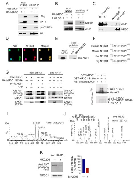 Akt1 Interacts With The Glucocorticoid Receptor Protein And Regulates