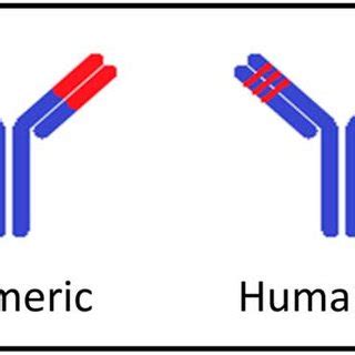 General mechanism of monoclonal antibody binding to target. | Download Scientific Diagram