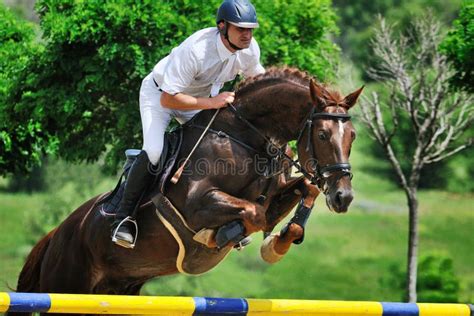 Конный спорт: Лошадь залива в скача изолированной выставке, Стоковое ...