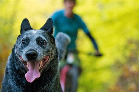 Kondition Aufbauen Hundesport Im Fr Hjahr Tackenberg Magazin F R