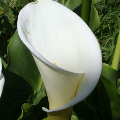 Calla Ou Zantedeschia Aethiopica L Arum Blanc Parfum Des Jardins Anciens