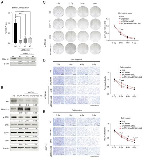 Reagent Jetprime Polyplus Transfection SA Bioz