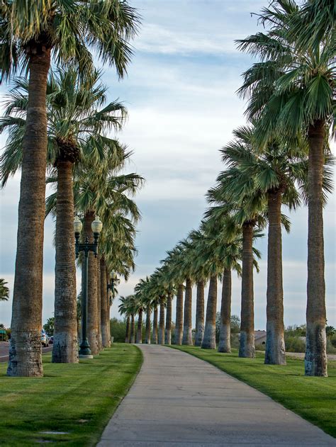 Google Images Palm Trees