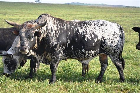 Tafelsig Nguni Cattle Herd Sires Malmesbury Nguni Cattle Breeder