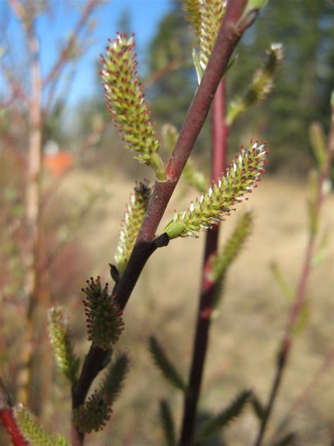 Hoary Willow Awes Agroforestry And Woodlot Extension Society Of Alberta