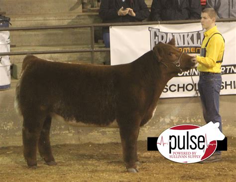 Ohio Beef Expo Shorthorn Plus Steers The Pulse