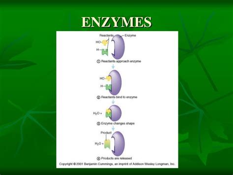 Ppt Enzymes Powerpoint Presentation Free Download Id 5502647