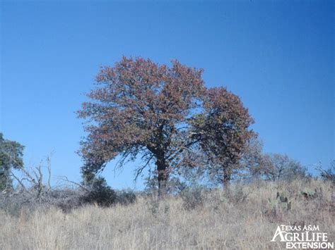 Plants Of Texas Rangelands Oak