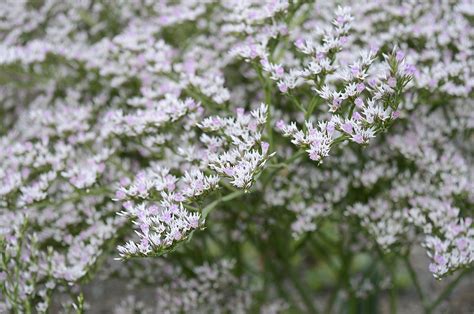 Limonium Tataricum Seeds From Chiltern Seeds Chiltern Seeds