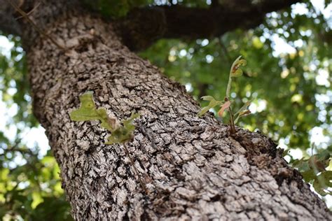 Arbre Feuille Aboyer Photo Gratuite Sur Pixabay Pixabay