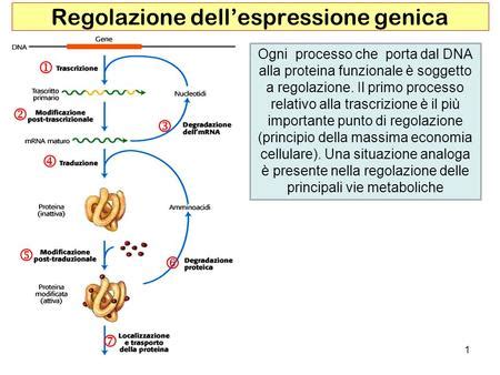 La S sta per unità Svedberg lunità che esprime il coefficiente di