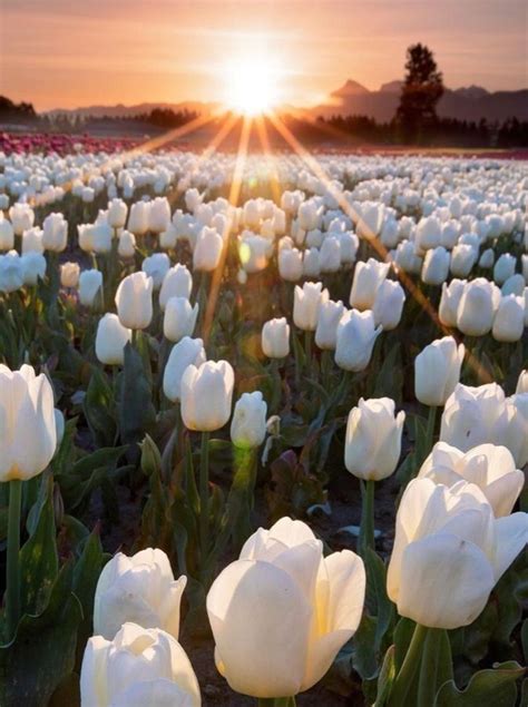 White Tulips Blooming At Sunset