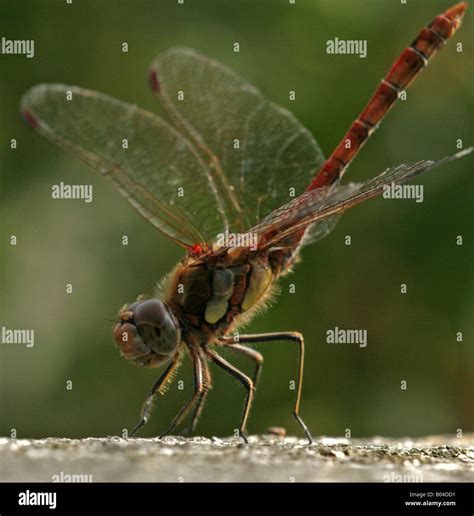 Odonata Hi Res Stock Photography And Images Alamy