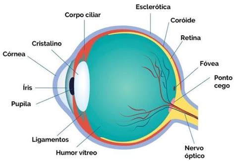 5 Faça um esquema desenho de um olho humano indicando suas partes