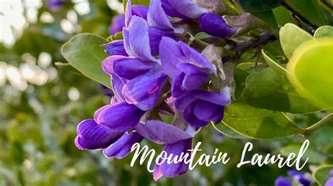 6 Purple Flowering Trees For Your Home Mehrabyan Nursery