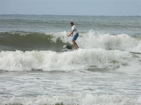 Noosa Surfing Dog Championships, Noosa Festival of Surfing, Noosa Main ...