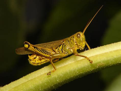 Pasture And Forage Minute Grasshopper Control Safe Grazing Guidelines And Blue Green Algae