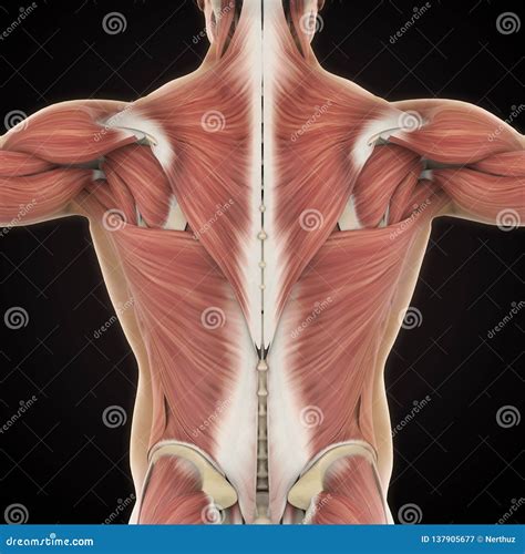 Muscles of the Back Anatomy Stock Illustration - Illustration of ...