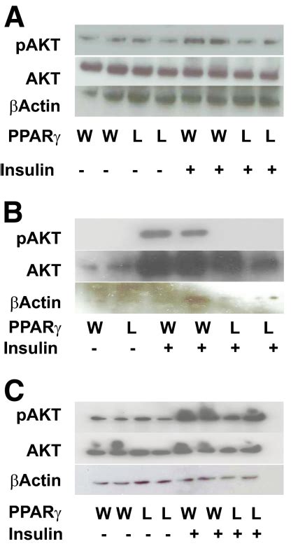 Insulin Induced Akt Phosphorylation Western Blot For Pakt Upper Download Scientific Diagram