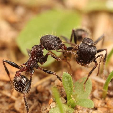 Messor Andrei Veromessor Andrei Bugguide Net