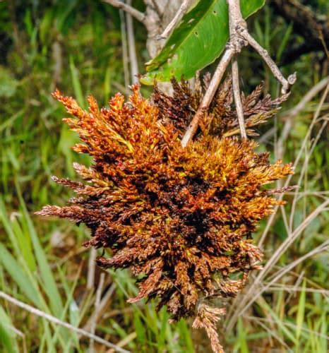 Common Blueberry Bush Diseases Minneopa Orchards