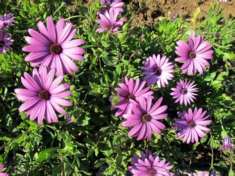 Диморфотека тетра Голиаф (55 фото) - фото - картинки и рисунки: скачать ...